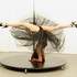 Cie I-Pole-Dance / Margaret Torrini - pole dance à lausanne, Suisse et à l'étranger - Image 3